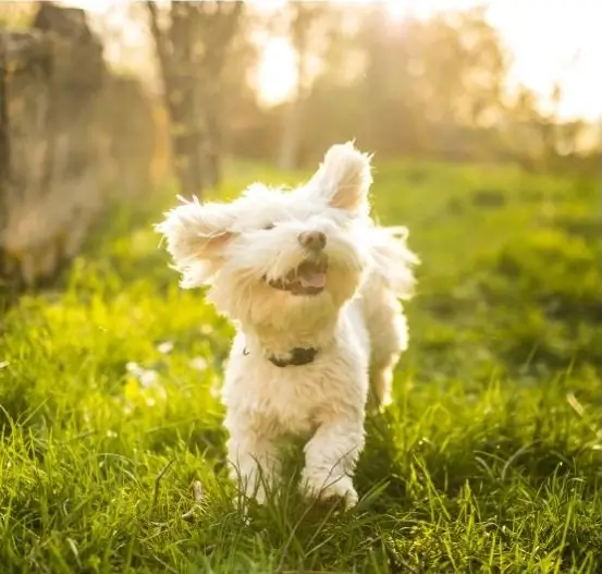CBD for Furry Friends