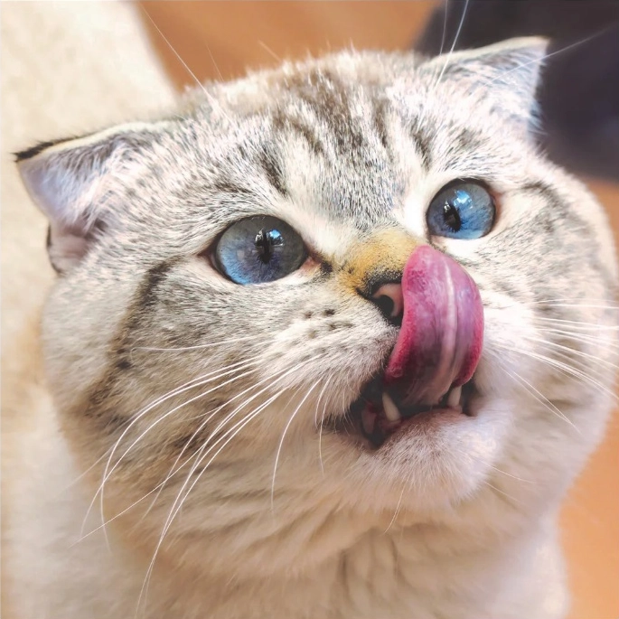 Pet CBD Oil Daily Dosage