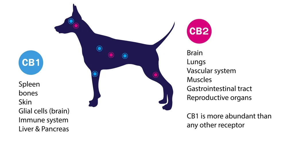 CB2 Dog Receptors
